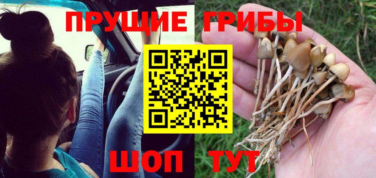 Псилоцибиновые грибы Magic Shrooms  Барнаул  Псилоцибиновые грибы Psilocybe 